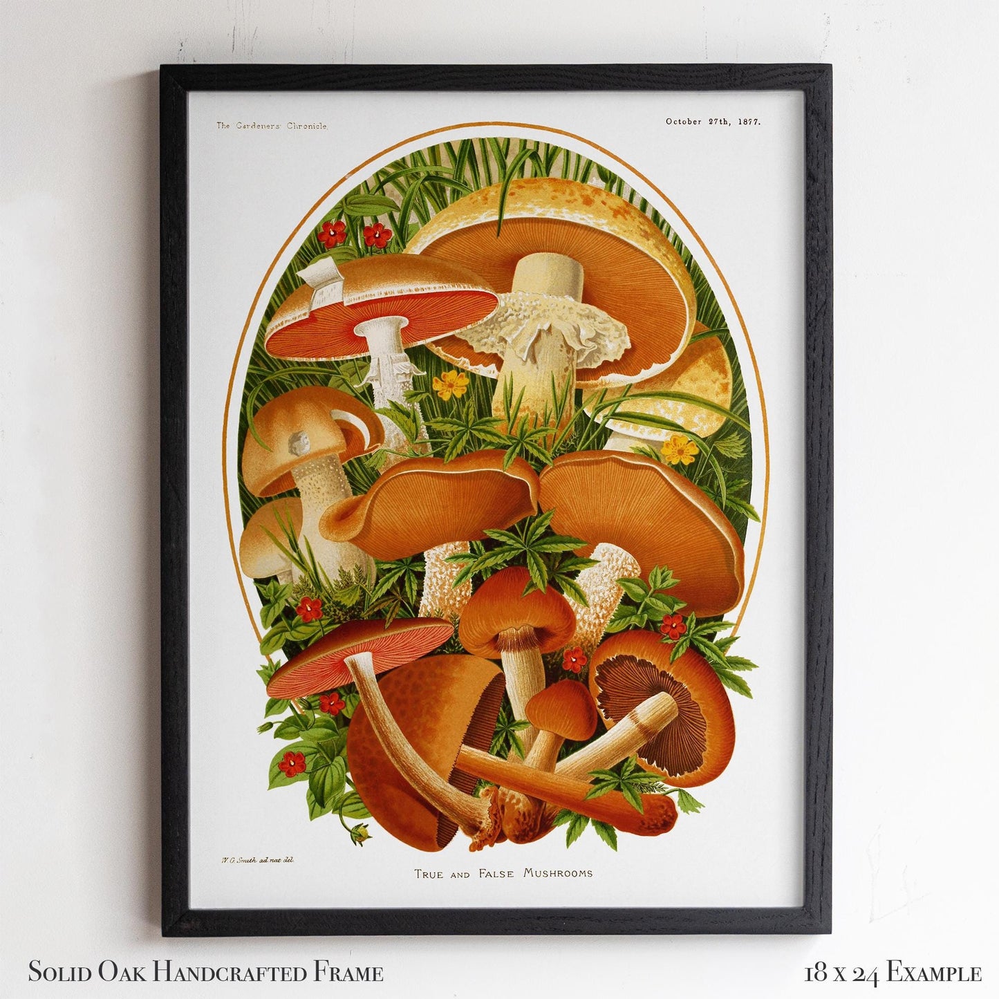 Vintage Moshroom Chart | Orange and Brown Fungi Print | Cottagecore Apothecary and Library Wall Art | 8VP