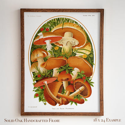 Vintage Moshroom Chart | Orange and Brown Fungi Print | Cottagecore Apothecary and Library Wall Art | 8VP