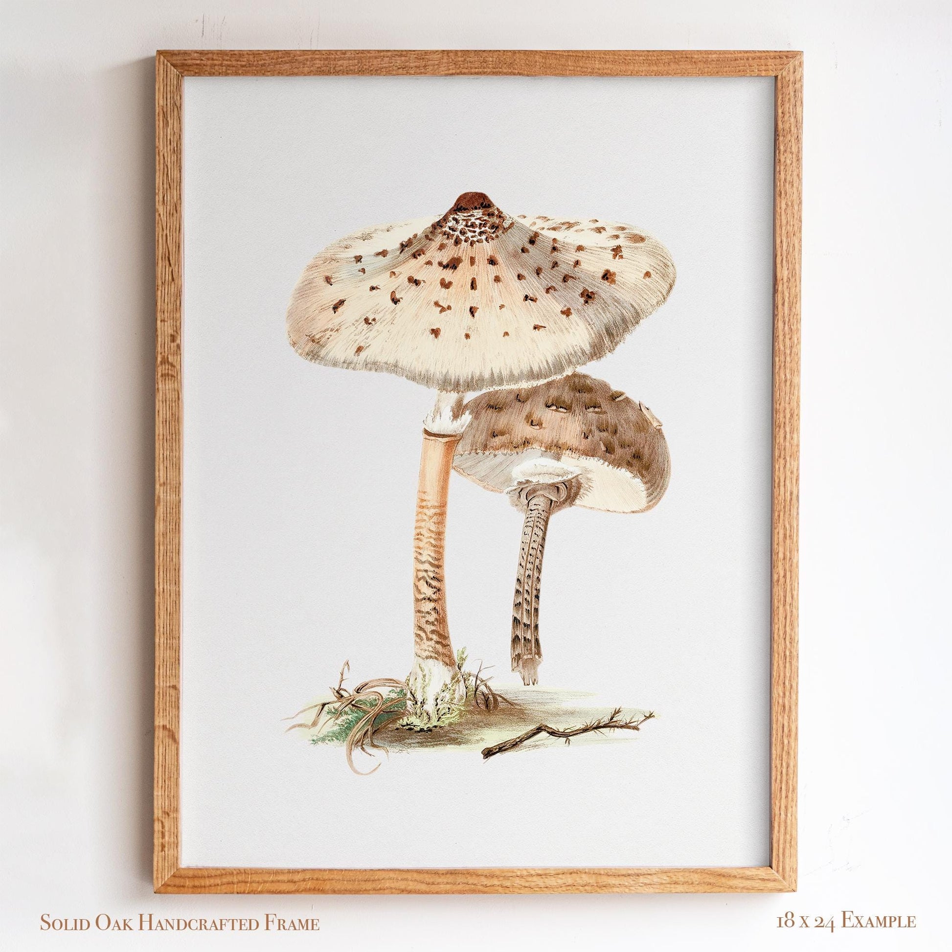 Neutral Mushroom Wall Art | Vintage Fungi Illustration | Woodland, Apothecary & Farmhouse Decor | 9VP