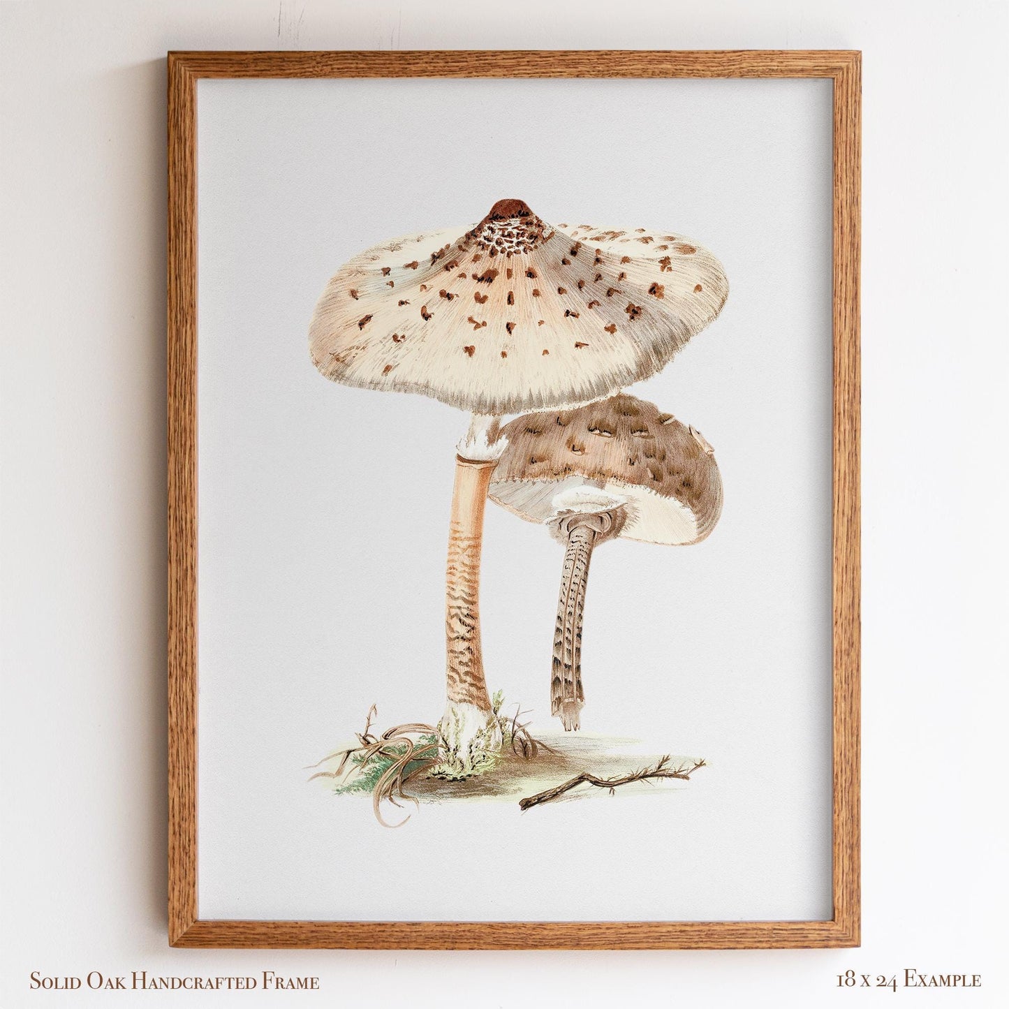 Neutral Mushroom Wall Art | Vintage Fungi Illustration | Woodland, Apothecary & Farmhouse Decor | 9VP