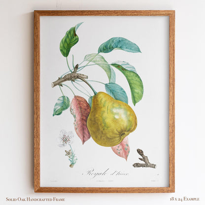 Vintage Pear “Royale d’hiver” | Botanical Fruit Poster | Cottagecore Pantry & Farmhouse Decor | 12VP