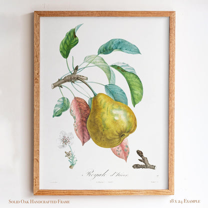 Vintage Pear “Royale d’hiver” | Botanical Fruit Poster | Cottagecore Pantry & Farmhouse Decor | 12VP