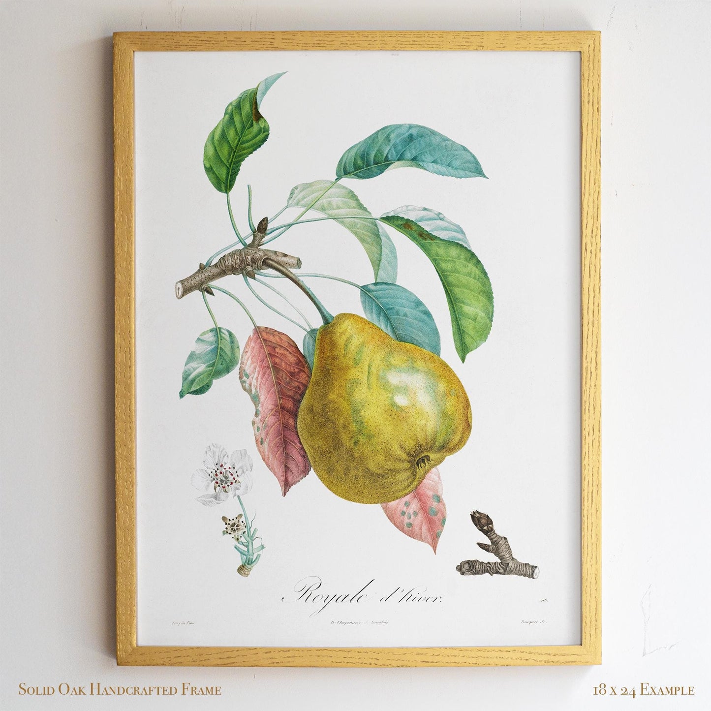 Vintage Pear “Royale d’hiver” | Botanical Fruit Poster | Cottagecore Pantry & Farmhouse Decor | 12VP
