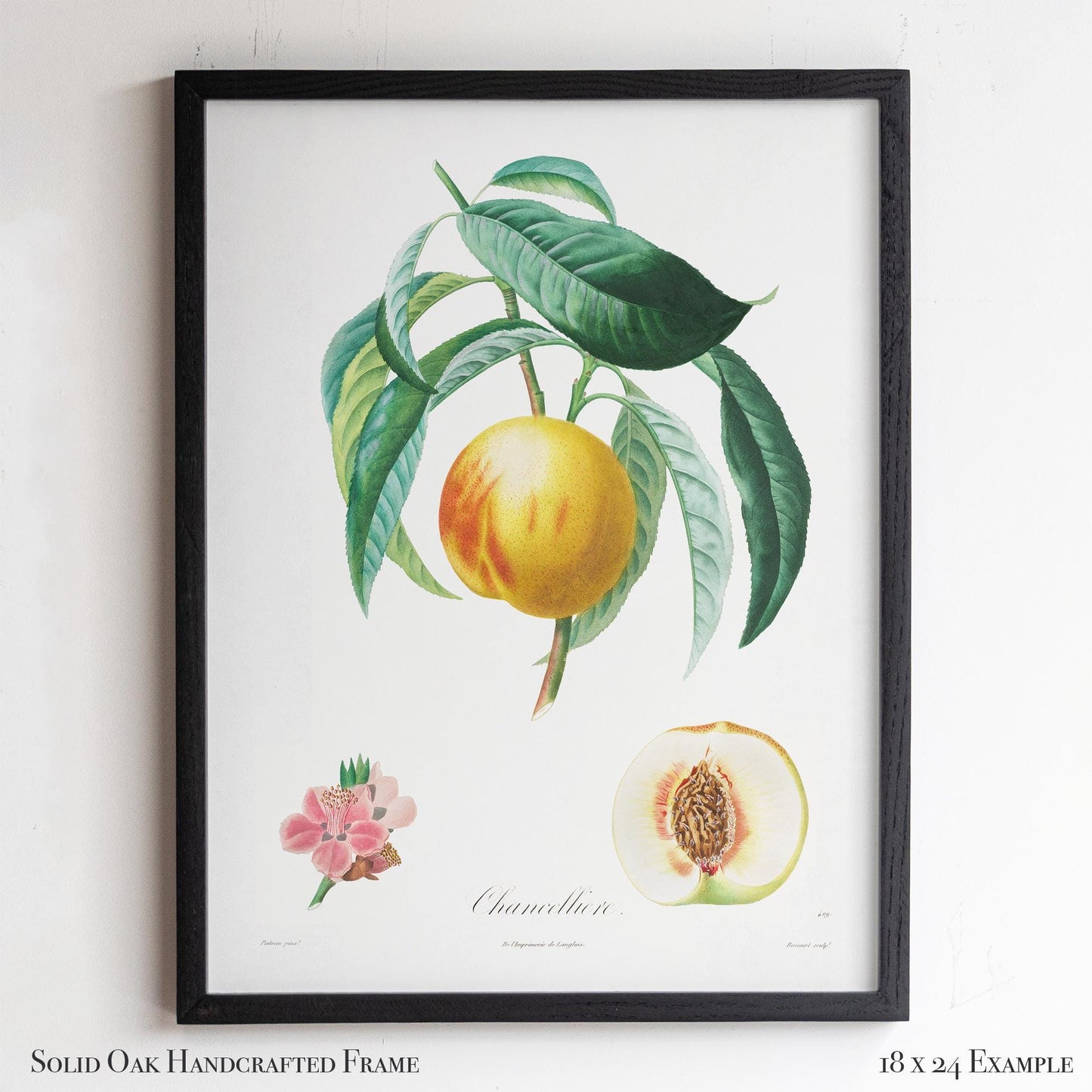 Vintage French Botanical Peach Drawing – Golden Fruit & Green Leaves – Antique Farmhouse Kitchen, Garden, or Cafe Wall Art | 13VP