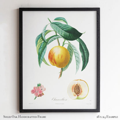 Vintage French Botanical Peach Drawing – Golden Fruit & Green Leaves – Antique Farmhouse Kitchen, Garden, or Cafe Wall Art | 13VP