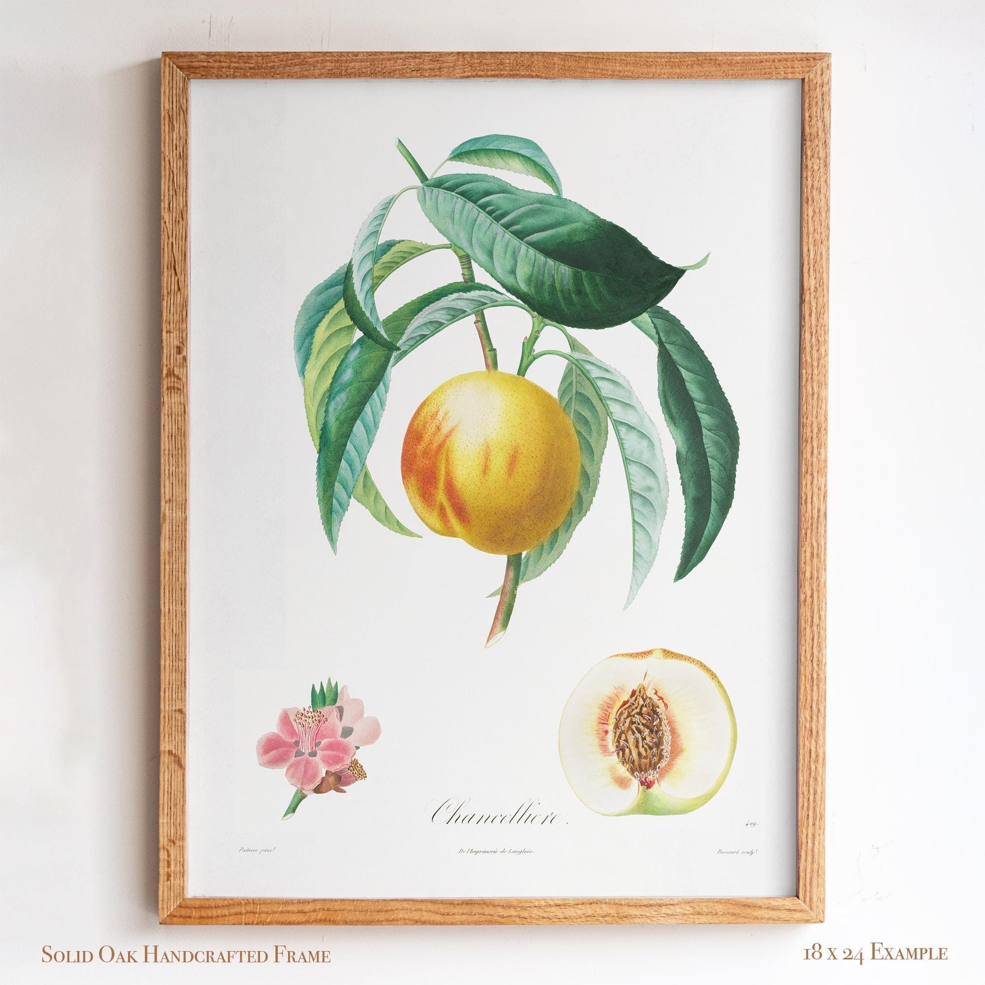 Vintage French Botanical Peach Drawing – Golden Fruit & Green Leaves – Antique Farmhouse Kitchen, Garden, or Cafe Wall Art | 13VP