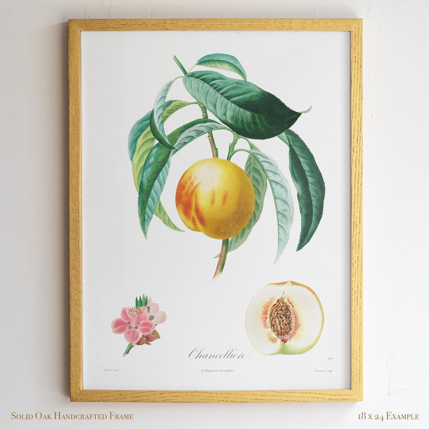 Vintage French Botanical Peach Drawing – Golden Fruit & Green Leaves – Antique Farmhouse Kitchen, Garden, or Cafe Wall Art | 13VP