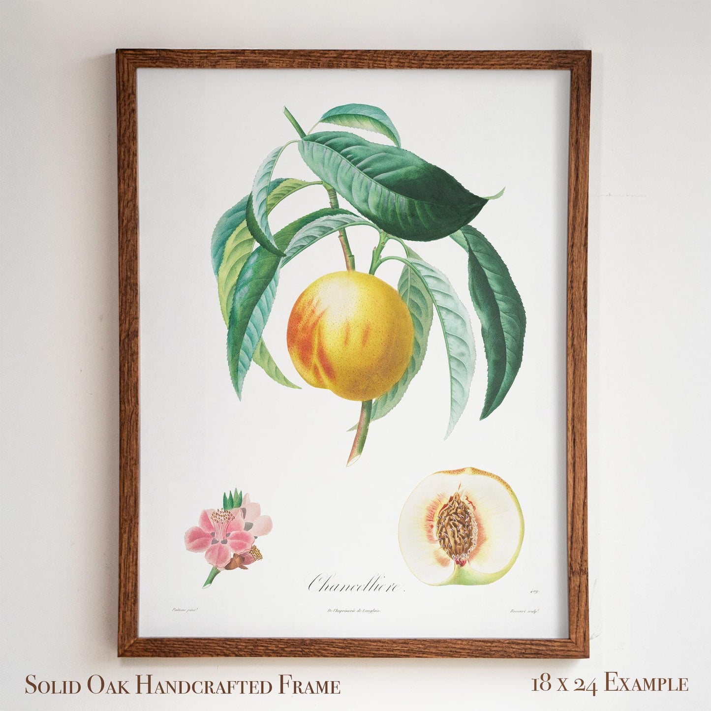 Vintage French Botanical Peach Drawing – Golden Fruit & Green Leaves – Antique Farmhouse Kitchen, Garden, or Cafe Wall Art | 13VP
