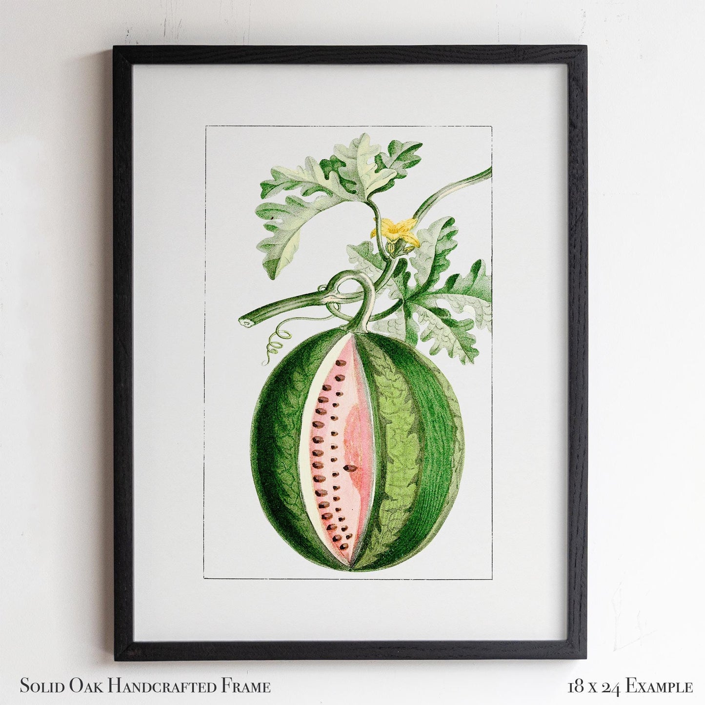 Watermelon Vintage Botanical Illustration | Antique Fruit Drawing Print | Victorian Kitchen Wall Art | 14VP