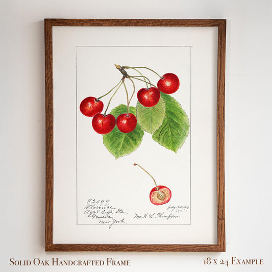 Vintage Cherry Watercolor with Cross-Section – Botanical Fruit Art – Farmhouse, Garden, or Library Decor | 16VP