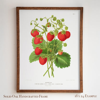 Antique Dutch Strawberry Plant | Vintage Pomology Botanical Poster | Cottagecore Pantry Decor | 15VP