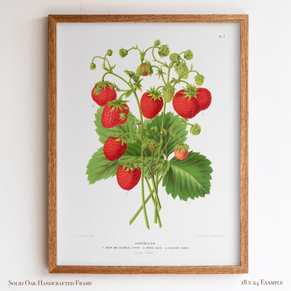 Antique Dutch Strawberry Plant | Vintage Pomology Botanical Poster | Cottagecore Pantry Decor | 15VP