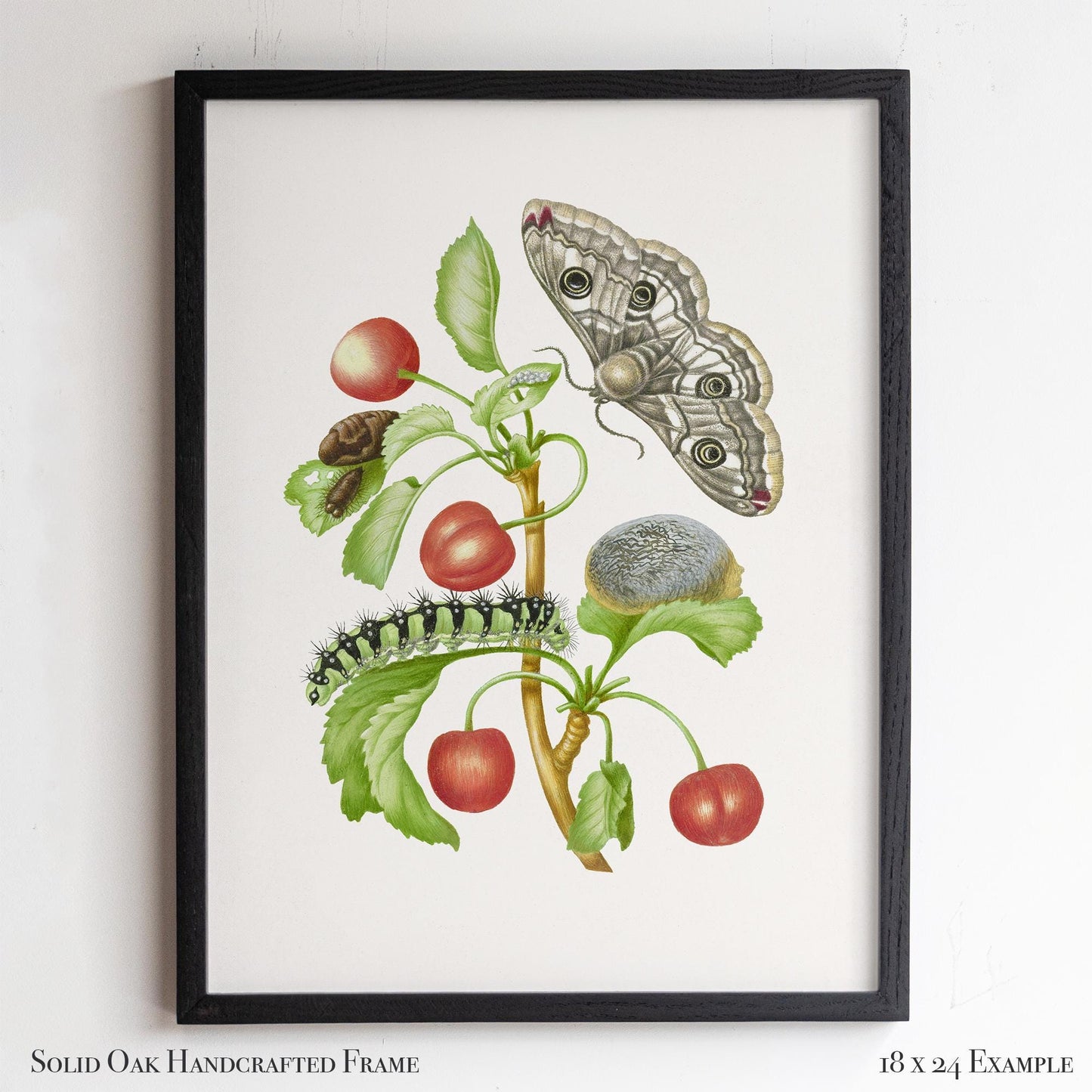 Vintage Botanical Insect Illustration | Butterfly Moth with Cherries | Farmhouse Kitchen, Garden or Cafe Art | 16VP