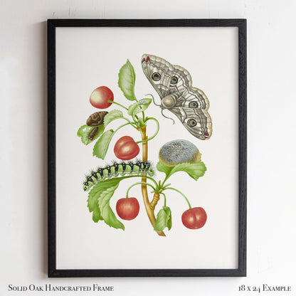 Vintage Botanical Insect Illustration | Butterfly Moth with Cherries | Farmhouse Kitchen, Garden or Cafe Art | 16VP
