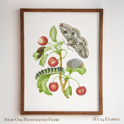 Vintage Botanical Insect Illustration | Butterfly Moth with Cherries | Farmhouse Kitchen, Garden or Cafe Art | 16VP