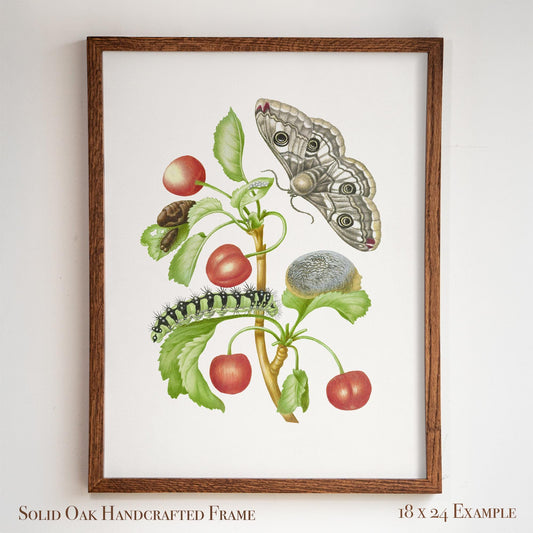 Vintage Botanical Insect Illustration | Butterfly Moth with Cherries | Farmhouse Kitchen, Garden or Cafe Art | 16VP