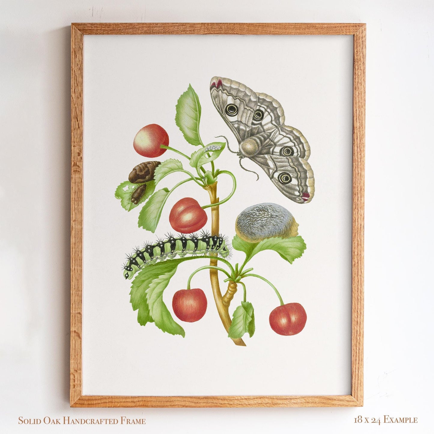 Vintage Botanical Insect Illustration | Butterfly Moth with Cherries | Farmhouse Kitchen, Garden or Cafe Art | 16VP