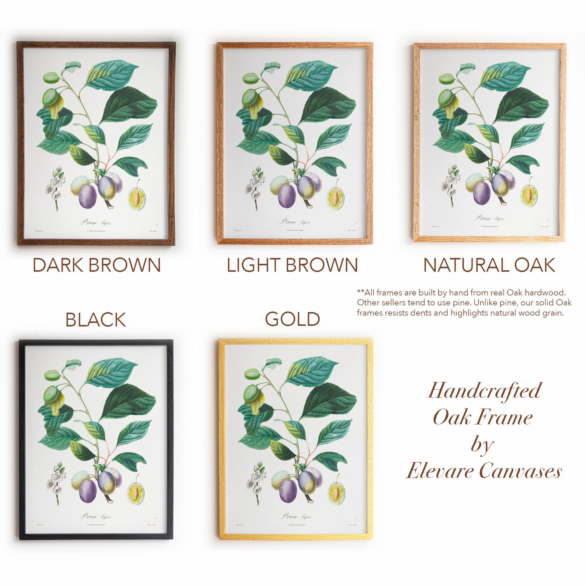 Vintage Plum Branch with Blossom Cross-Section | Antique Botanical Fruit Poster | Cottagecore Pantry Decor | 18VP