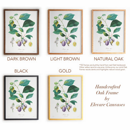 Vintage Plum Branch with Blossom Cross-Section | Antique Botanical Fruit Poster | Cottagecore Pantry Decor | 18VP