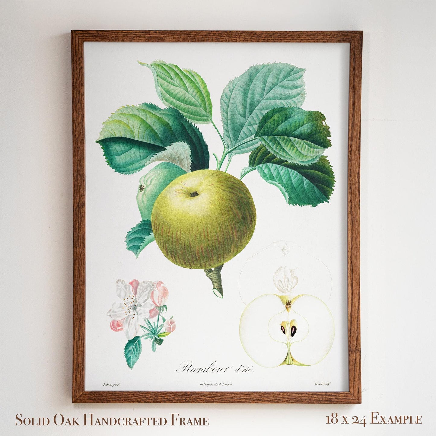 Vintage French Botanical Apple Drawing | Summer Rambour Variety | Farmhouse Dining Room & Cottagecore Wall Art | 19VP