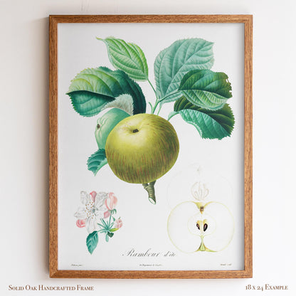Vintage French Botanical Apple Drawing | Summer Rambour Variety | Farmhouse Dining Room & Cottagecore Wall Art | 19VP