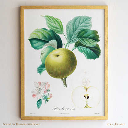 Vintage French Botanical Apple Drawing | Summer Rambour Variety | Farmhouse Dining Room & Cottagecore Wall Art | 19VP
