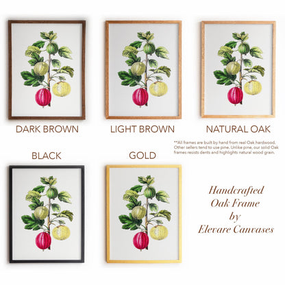 Vintage Gooseberry Branch Drawing | Antique Pomology Botanical Poster | Cottagecore & Farmhouse Kitchen Decor | 20VP