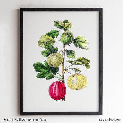 Vintage Gooseberry Branch Drawing | Antique Pomology Botanical Poster | Cottagecore & Farmhouse Kitchen Decor | 20VP