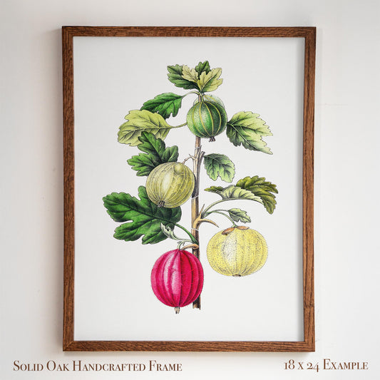 Vintage Gooseberry Branch Drawing | Antique Pomology Botanical Poster | Cottagecore & Farmhouse Kitchen Decor | 20VP