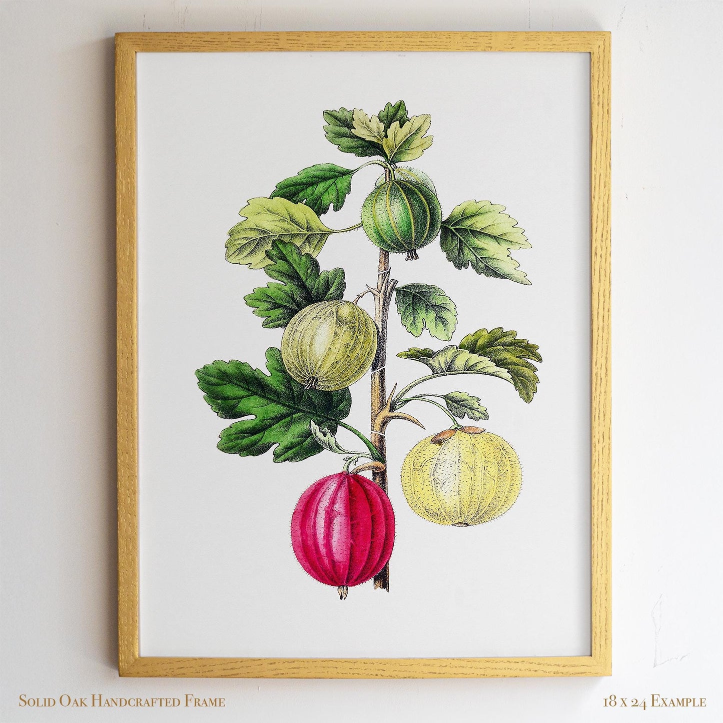 Vintage Gooseberry Branch Drawing | Antique Pomology Botanical Poster | Cottagecore & Farmhouse Kitchen Decor | 20VP