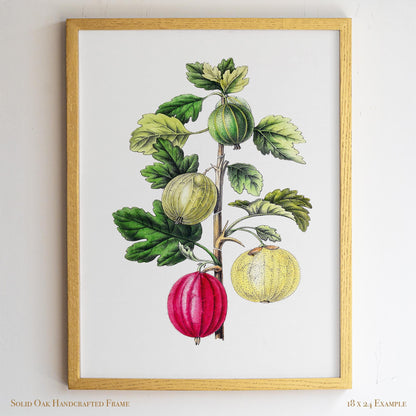 Vintage Gooseberry Branch Drawing | Antique Pomology Botanical Poster | Cottagecore & Farmhouse Kitchen Decor | 20VP