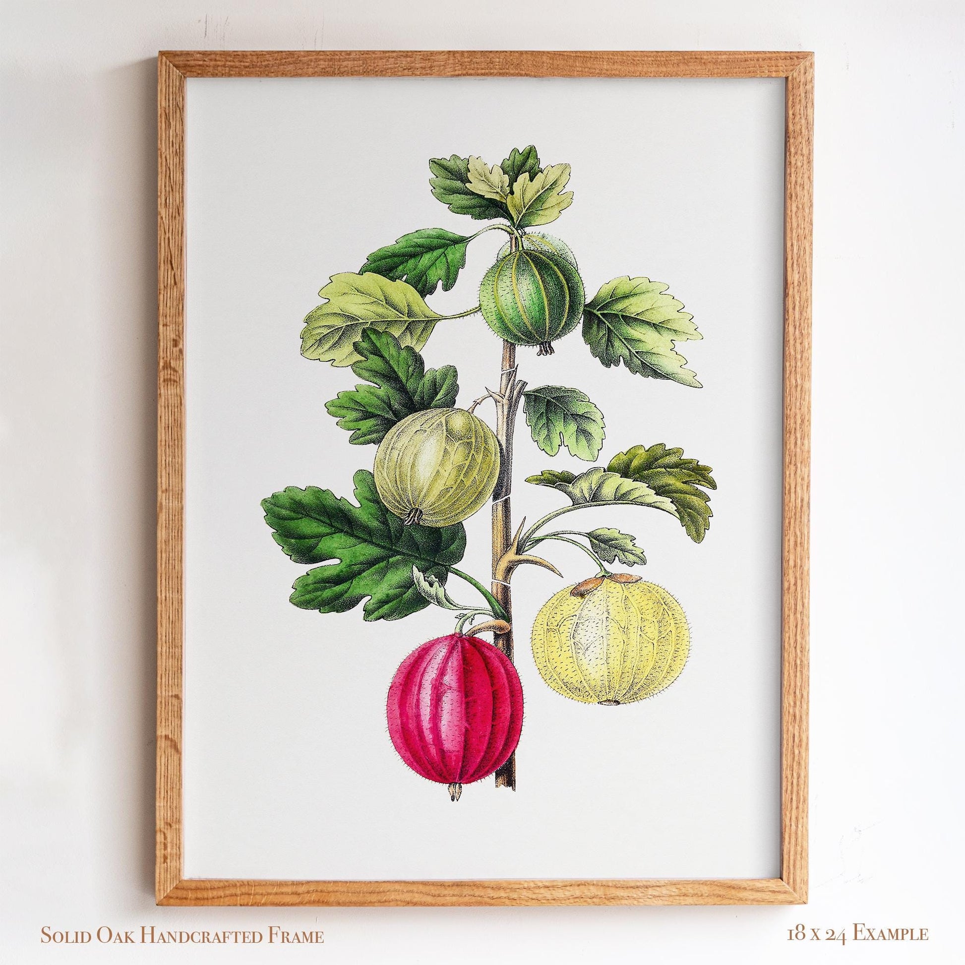 Vintage Gooseberry Branch Drawing | Antique Pomology Botanical Poster | Cottagecore & Farmhouse Kitchen Decor | 20VP