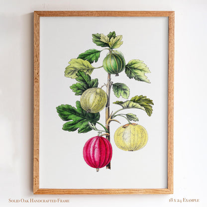 Vintage Gooseberry Branch Drawing | Antique Pomology Botanical Poster | Cottagecore & Farmhouse Kitchen Decor | 20VP