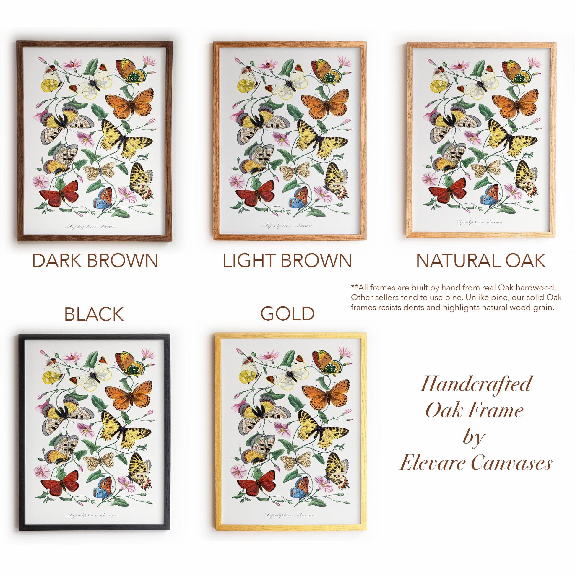 Vintage Butterfly Illustration | Victorian Entomology Poster Print | Cottagecore Living Room, Study, or Nursery Art | 22VP