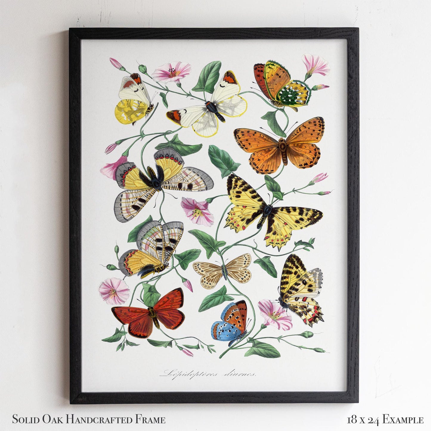 Vintage Butterfly Illustration | Victorian Entomology Poster Print | Cottagecore Living Room, Study, or Nursery Art | 22VP