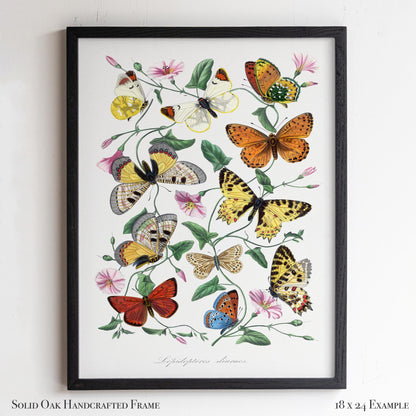 Vintage Butterfly Illustration | Victorian Entomology Poster Print | Cottagecore Living Room, Study, or Nursery Art | 22VP