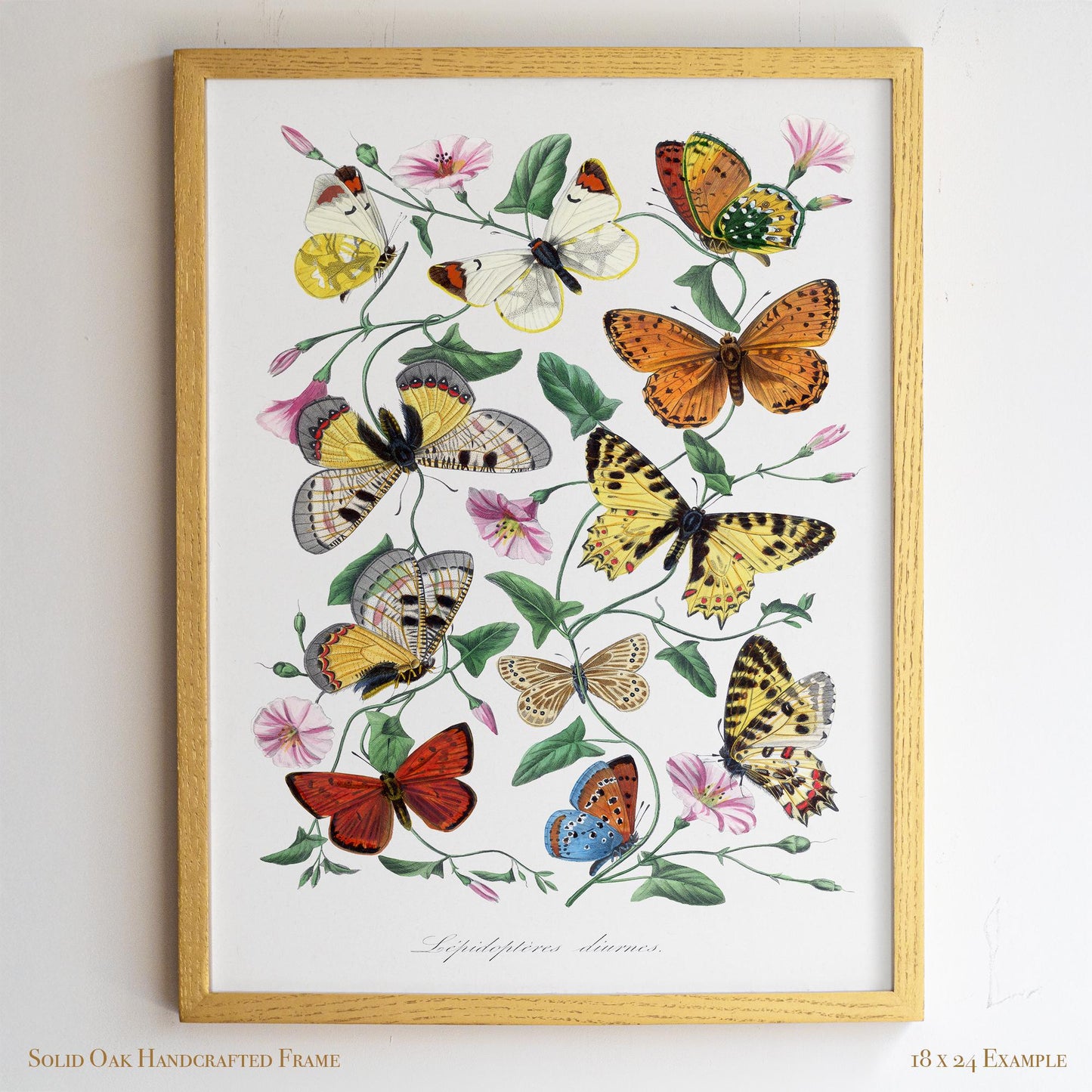 Vintage Butterfly Illustration | Victorian Entomology Poster Print | Cottagecore Living Room, Study, or Nursery Art | 22VP