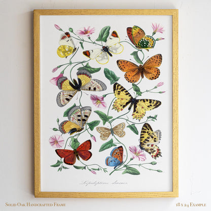 Vintage Butterfly Illustration | Victorian Entomology Poster Print | Cottagecore Living Room, Study, or Nursery Art | 22VP