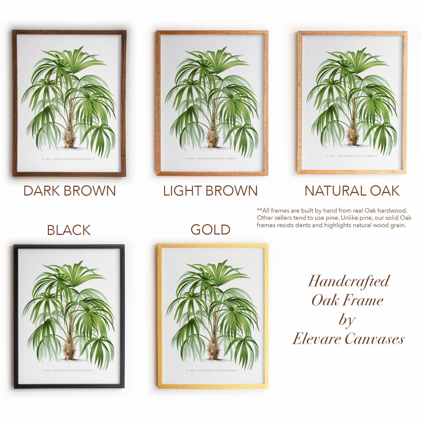 Palm Botanical Illustration | Vintage Tropical Plant Print | Victorian Living Room or Office Wall Art | 23VP