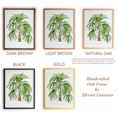 Palm Botanical Illustration | Vintage Tropical Plant Print | Victorian Living Room or Office Wall Art | 23VP