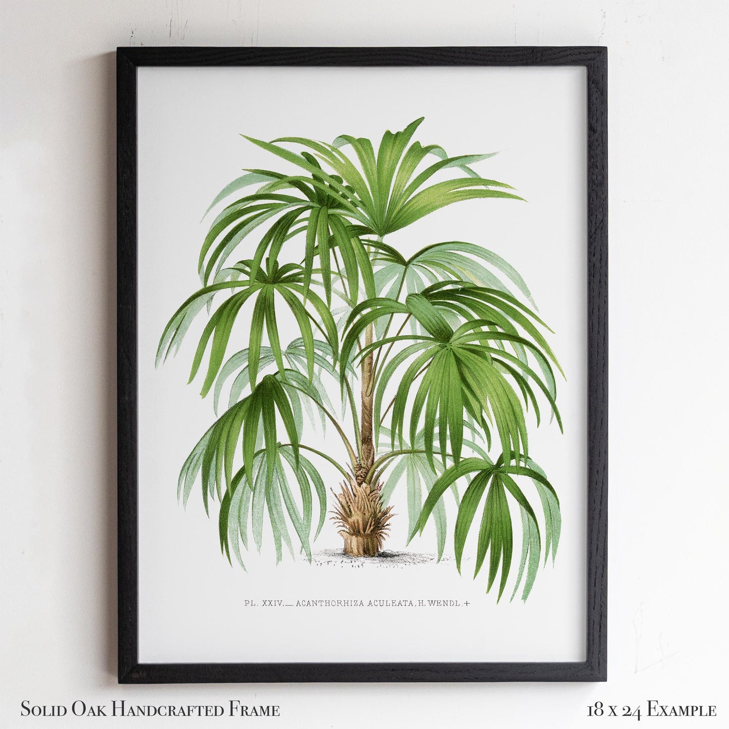 Palm Botanical Illustration | Vintage Tropical Plant Print | Victorian Living Room or Office Wall Art | 23VP