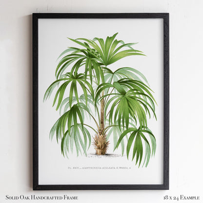 Palm Botanical Illustration | Vintage Tropical Plant Print | Victorian Living Room or Office Wall Art | 23VP