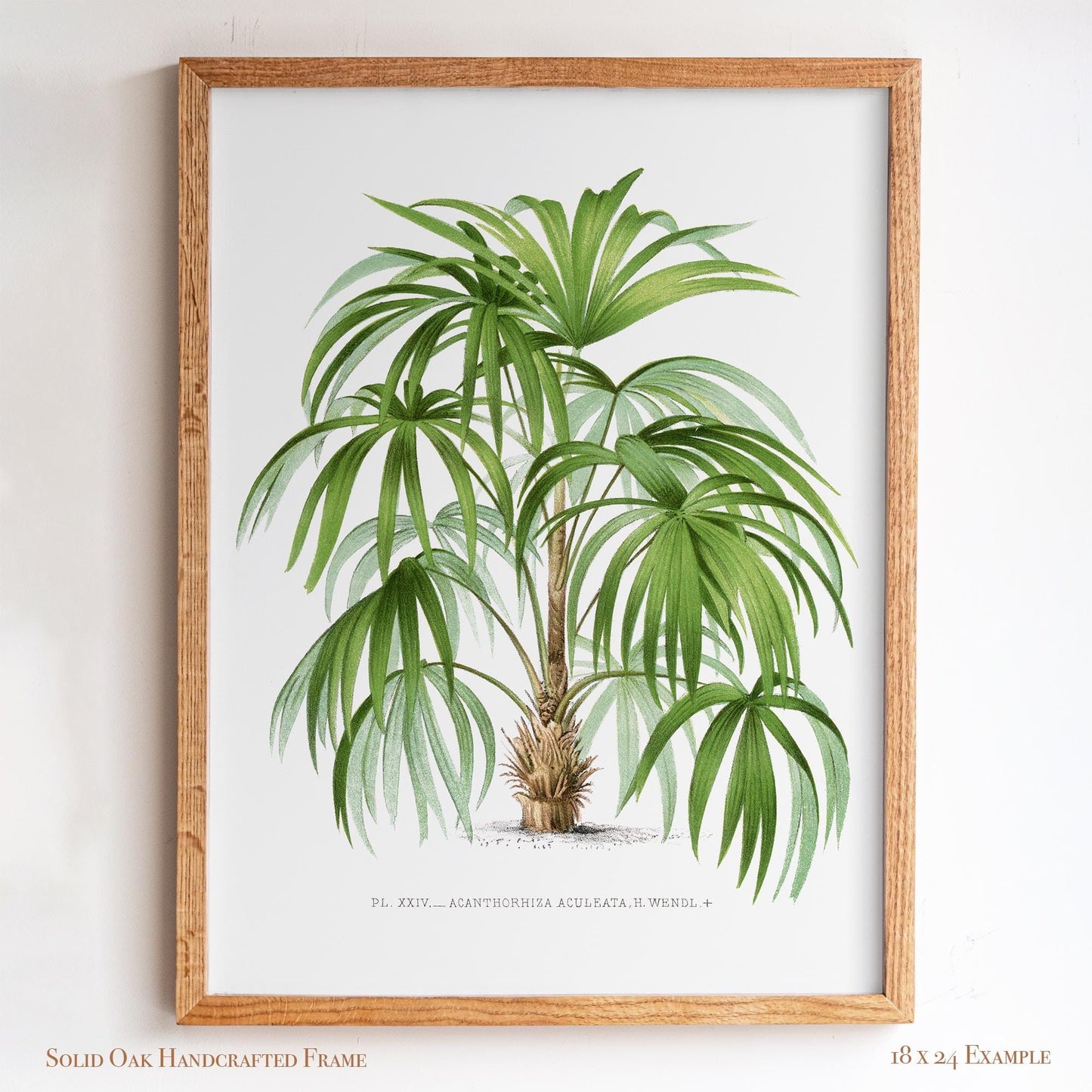 Palm Botanical Illustration | Vintage Tropical Plant Print | Victorian Living Room or Office Wall Art | 23VP