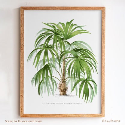 Palm Botanical Illustration | Vintage Tropical Plant Print | Victorian Living Room or Office Wall Art | 23VP