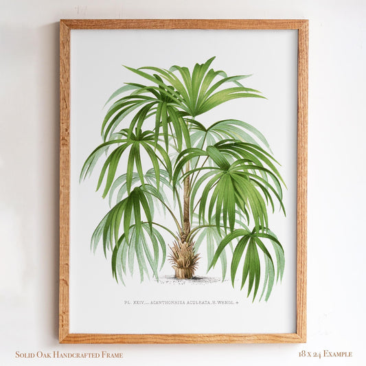 Palm Botanical Illustration | Vintage Tropical Plant Print | Victorian Living Room or Office Wall Art | 23VP