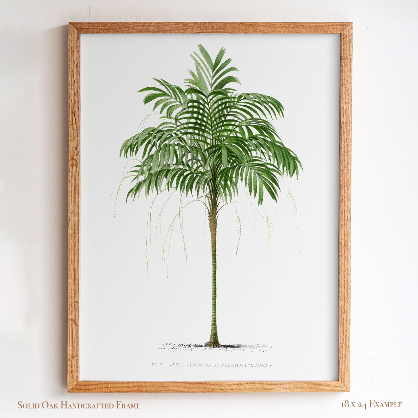 Vintage Palm Tree Poster | Antique Tropical Plant Print | Beach House, Bathroom, or Bedroom Decor | 24VP