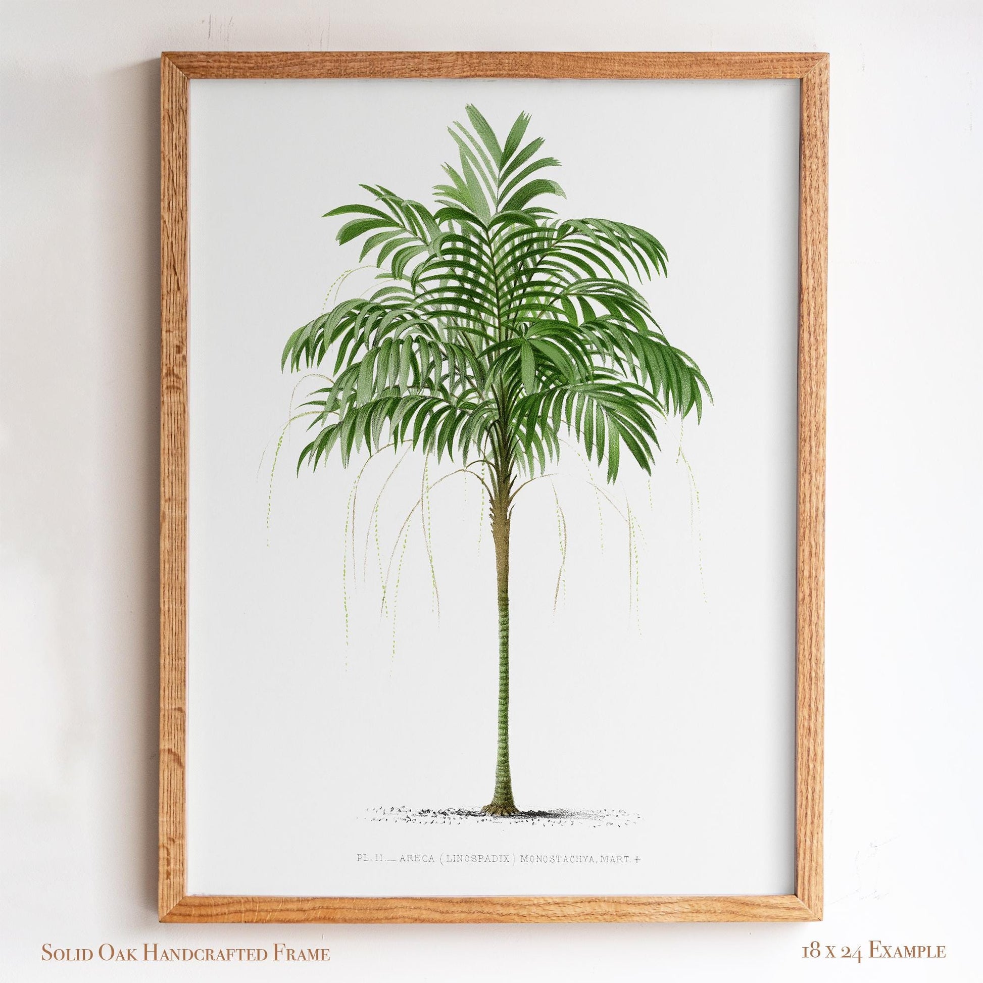 Vintage Palm Tree Poster | Antique Tropical Plant Print | Beach House, Bathroom, or Bedroom Decor | 24VP