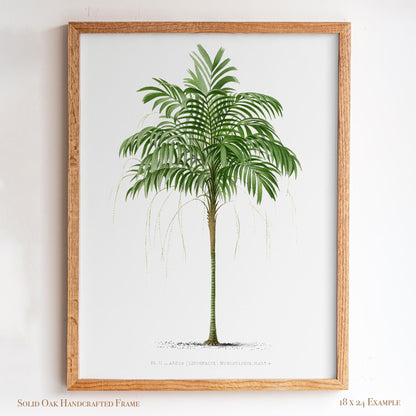 Vintage Palm Tree Poster | Antique Tropical Plant Print | Beach House, Bathroom, or Bedroom Decor | 24VP