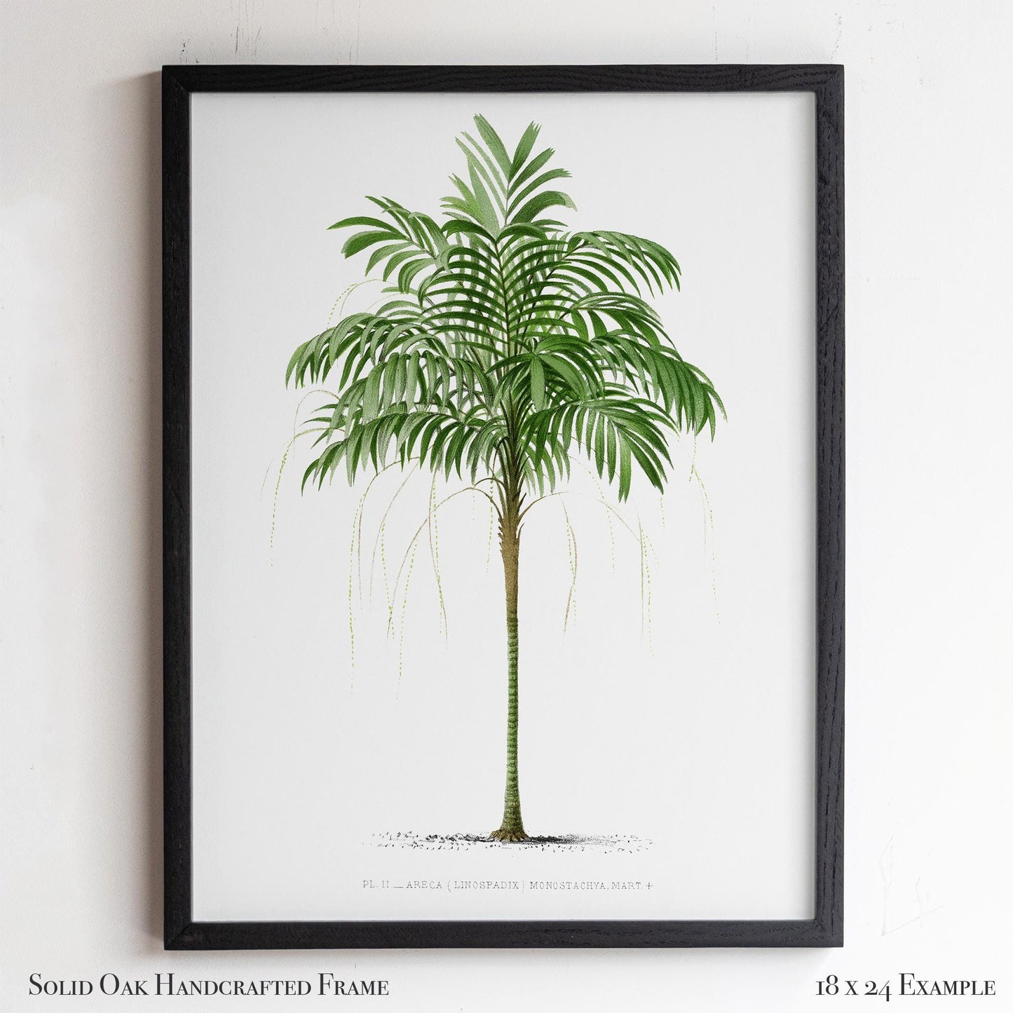 Vintage Palm Tree Poster | Antique Tropical Plant Print | Beach House, Bathroom, or Bedroom Decor | 24VP