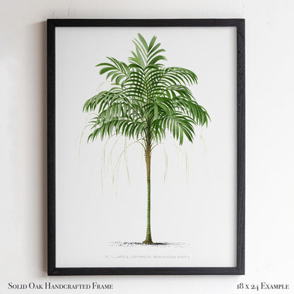 Vintage Palm Tree Poster | Antique Tropical Plant Print | Beach House, Bathroom, or Bedroom Decor | 24VP